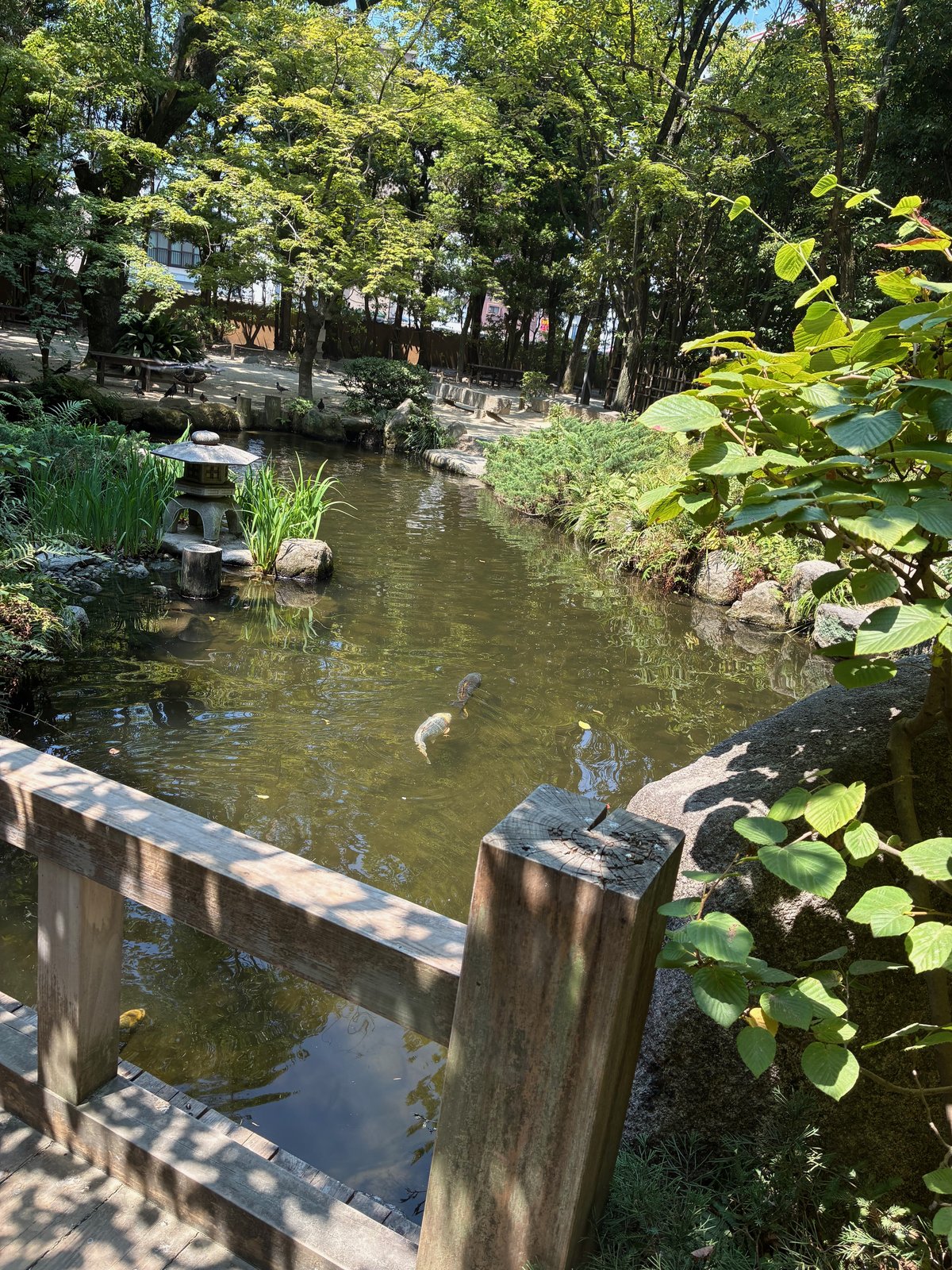 楽水園の池と鯉